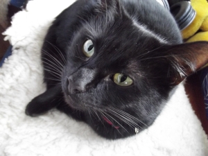 I just feel this blog cannot do without black cats for long. 